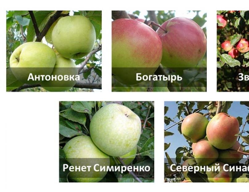 Как хранить осенние яблоки в домашних условиях. Как хранить урожай свежих яблок в квартире на зиму