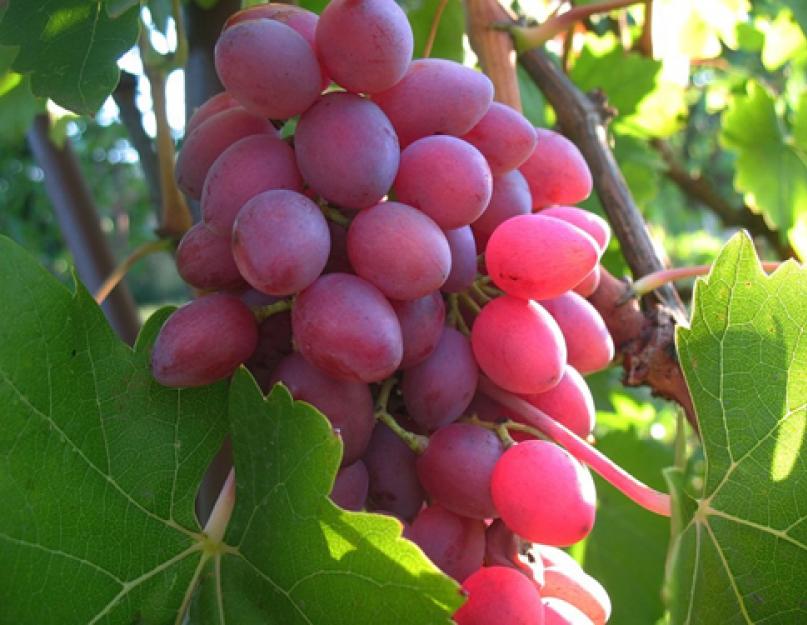 Характеристика винограда кишмиш лучистый. Виноград «Кишмиш лучистый»: описание и выращивание