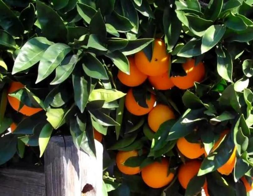 Как прорастить апельсин из косточки. Как вырастить апельсин из косточки в домашних условиях? Почему опадают листья