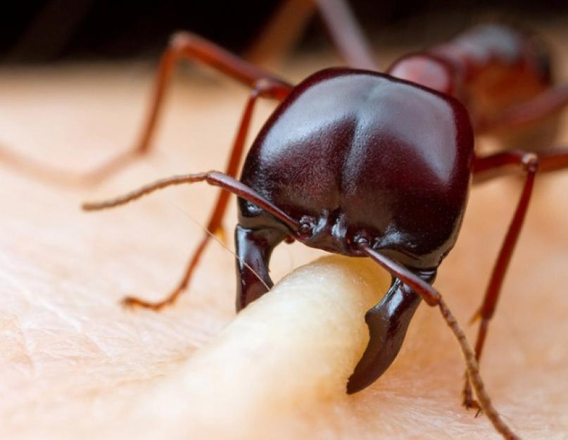 Муравьи дома как избавиться народными средствами. Как избавиться от муравьев в доме навсегда