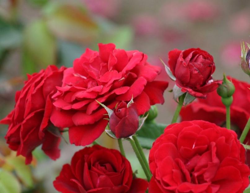 Отличия кенийской и российской розы. Кенийская роза: описание, сорта, фото