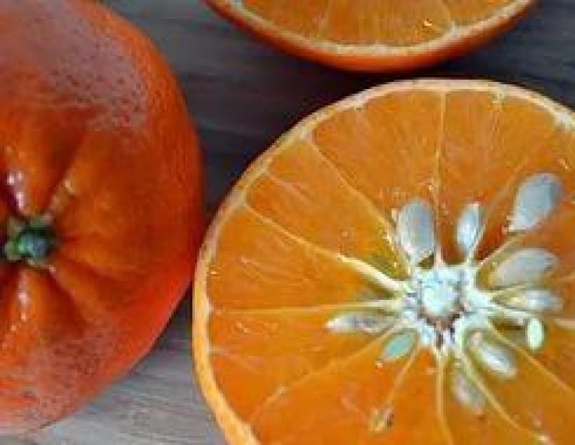 Как вырастить дома апельсин из косточки. Как вырастить апельсин из косточки дома — цитрусовый сад на подоконнике