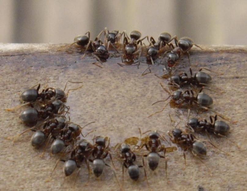 Как избавиться от муравьев на кладбище. Способы борьбы с муравьями в саду