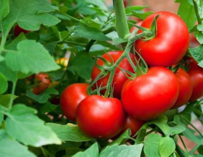 Уход за помидорами в августе. Нужно ли поливать помидоры в августе: система орошения томатов