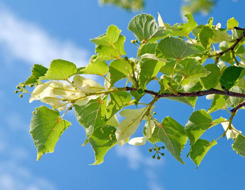 Липа дерево уход обрезка. Саншет Агроуспех — защита растений от солнечных ожогов и засухи
