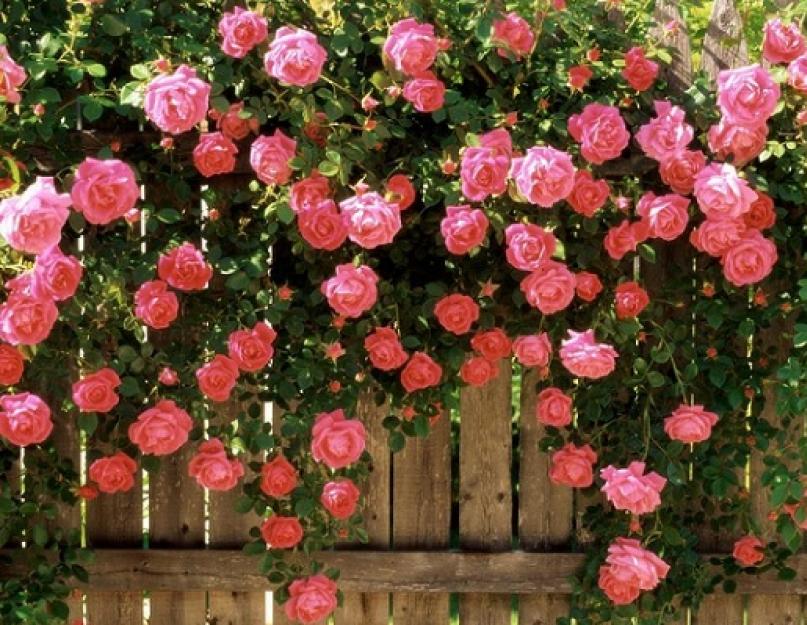 Название роз высотой 40 50 см. Названия и описания цветов розы с фото