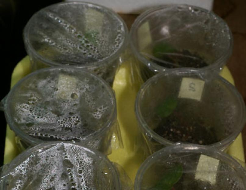  Цикламен персидский из семян в домашних условиях. Цикламен: выращивание из семян в домашних условиях