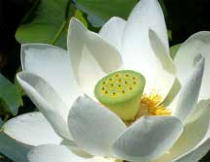 Цветок лотоса описание. Лотос - священный цветок