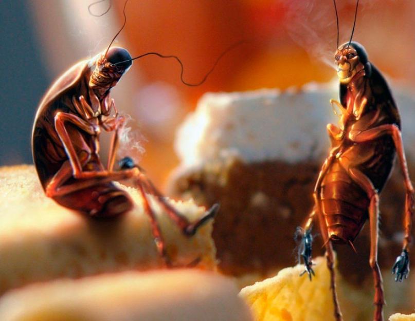Можно ли избавиться от тараканов. Как избавиться от тараканов в домашних условиях навсегда