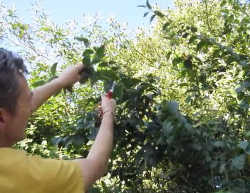 Выращиваем жасмин: советы по посадке и уходу. Уход во время роста и цветения