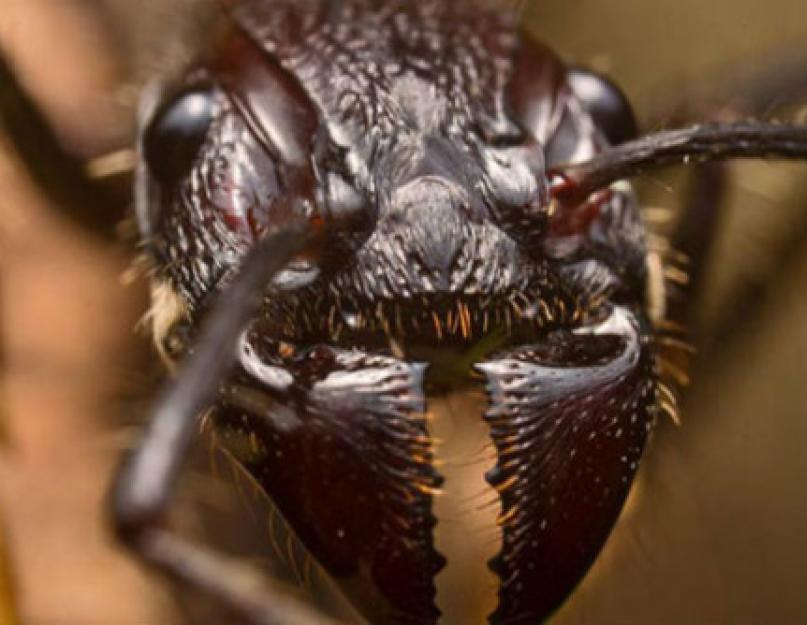 Муравей-пуля – уникальное насекомое с мощным жалом. О муравьях-пулях: обыкновенная жизнь необычных насекомых Укусил муравей пуля