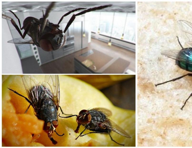 Что помогает мухе ползать по потолку. Как муха держится на потолке? Опыт 