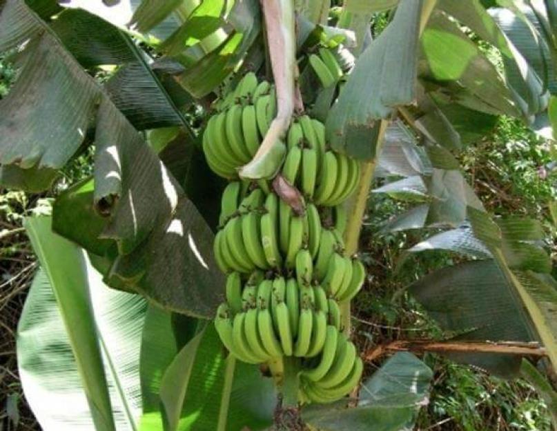 Как пересадить банановую пальму. Марганцовка для здоровья растений — надёжная и незаменимая