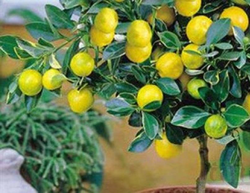 Как вырастить из косточки лимон. Лимон из косточки дома