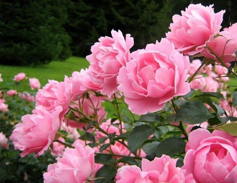 Редкие и экстравагантные сорта роз. Разноцветные розы в вашем саду – от бело-розовых оттенков до зеленых, фиолетовых и черных роз Разные розы на одном кусте