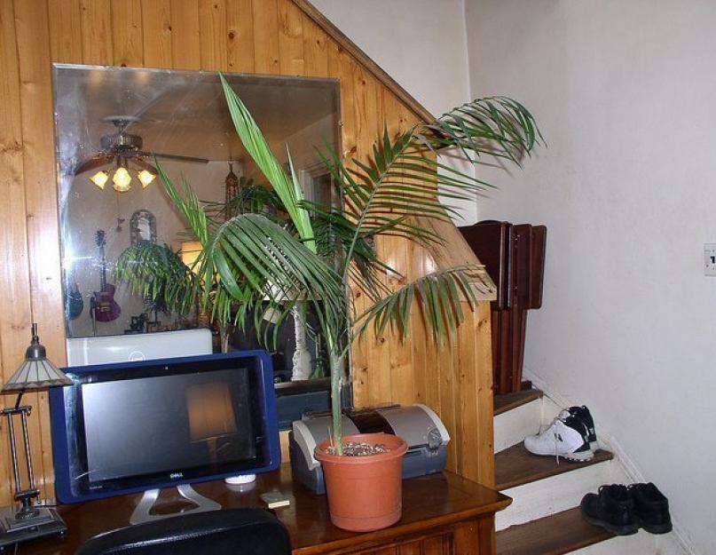 Как ухаживать за домашней пальмой. Как пересадить пальму в домашних условиях: пошаговая инструкция
