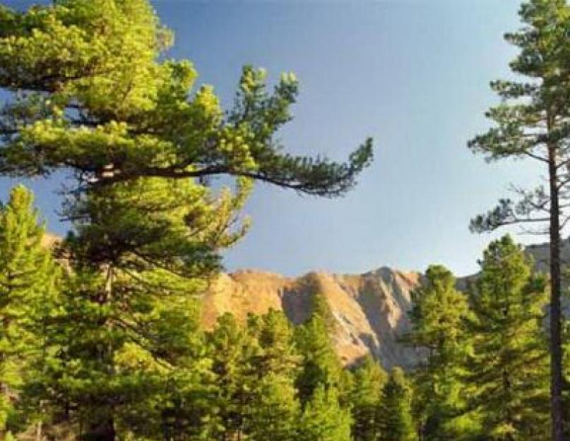 Кедр европейский описание. ﻿﻿ Наиболее известные виды вечнозеленого хвойного дерева – Кедровой Сосны