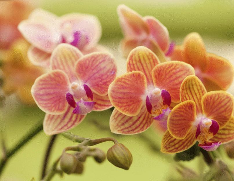 Что нужно сделать чтобы цвели орхидеи. Что делать, чтобы зацвела орхидея
