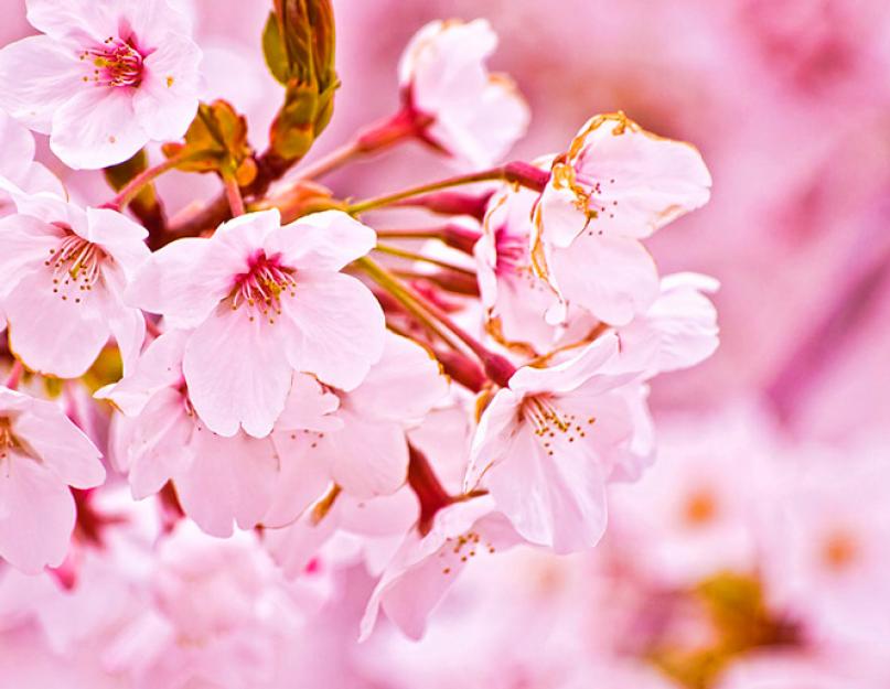 Когда цветет сакура в ботаническом саду. Цветение сакуры в Японии: гид по паркам и регионам