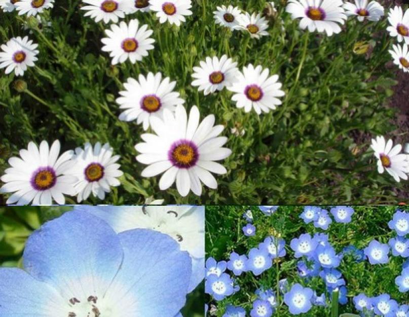 Цветы однолетки для дачи фото и названия по алфавиту цветущие