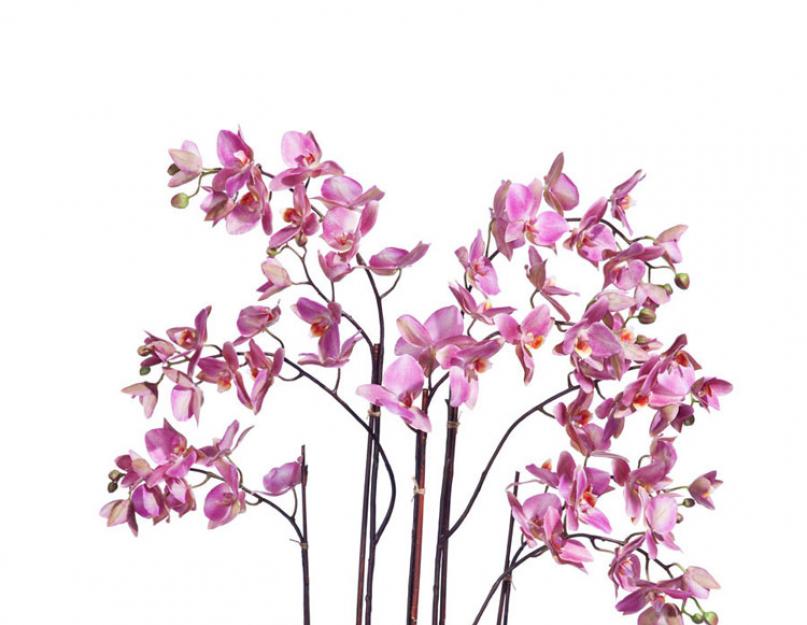 Орхидея фаленопсис переросла горшок что делать. Корни орхидеи вылезли из горшка