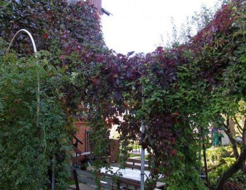 Сциндапсус, или тропическая декоративная лиана, в домашнем цветоводстве. Что такое лианы