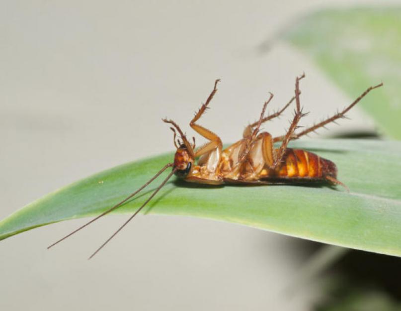 Почему тараканы не уходят. Смертельный евроремонт, тараканьи войны и ГМО