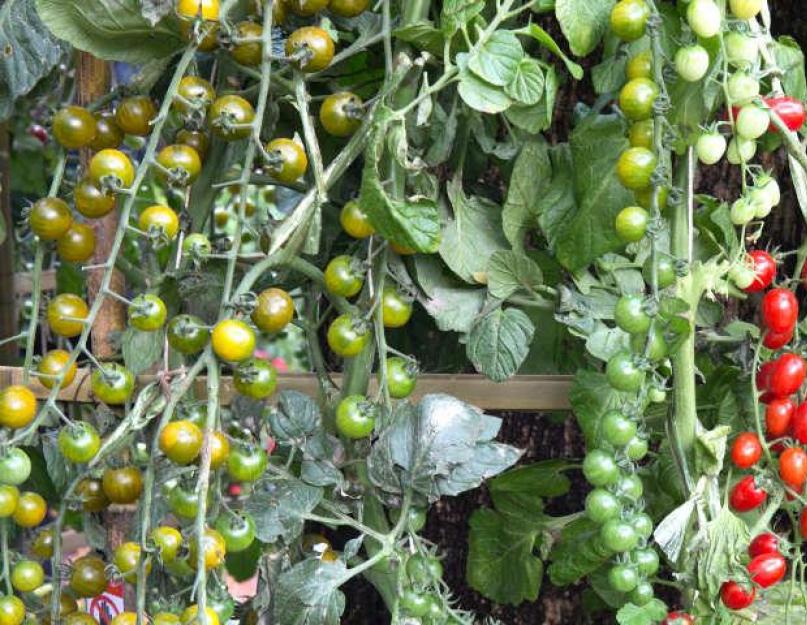 Секреты выращивания вкусной зелени в домашних условиях. Огород круглый год: овощи и зелень на подоконнике