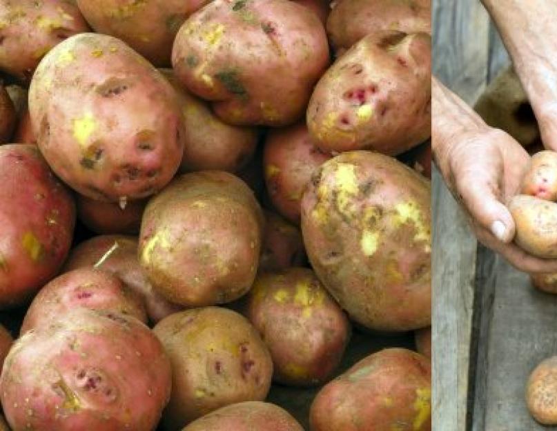 При какой температуре хранить картофель? Хранение картофеля в домашних условиях. Как сохранить урожай картофеля до весны без потерь