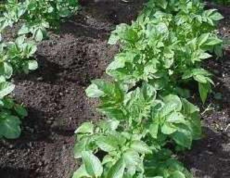 Голландская технология выращивания картофеля: принцип и описание. Выращивание картофеля по голландской технологии – максимальный результат при минимальных усилиях