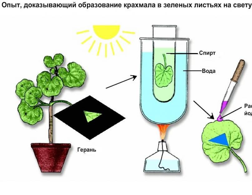 С помощью чего происходит фотосинтез. Фотосинтез: что такое, определение, фазы