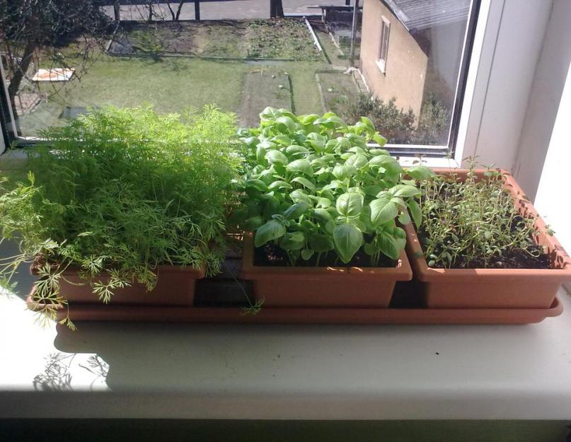 Ароматный урожай на окне. Как быстро вырастить укроп на подоконнике