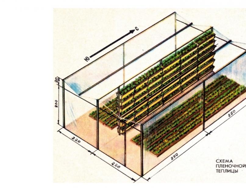 Выращивание клубники. Как вырастить клубнику из семян? Сроки и способы посадки