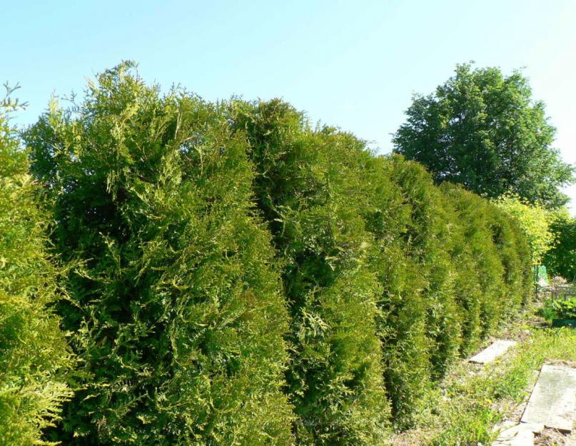 Туя западная брабант thuja occidentalis brabant. Описание растения туя брабант с фото - сорта, выращивание и уход, использование в ландшафтном дизайне