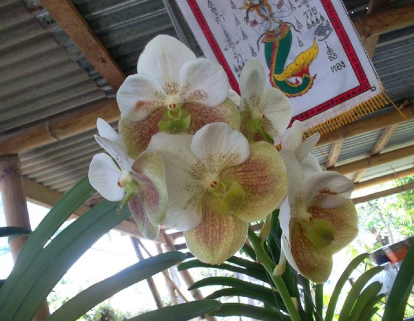 Как поливать орхидею с воздушными корнями. Как ухаживать за орхидеей Фаленопсис: подробные инструкции