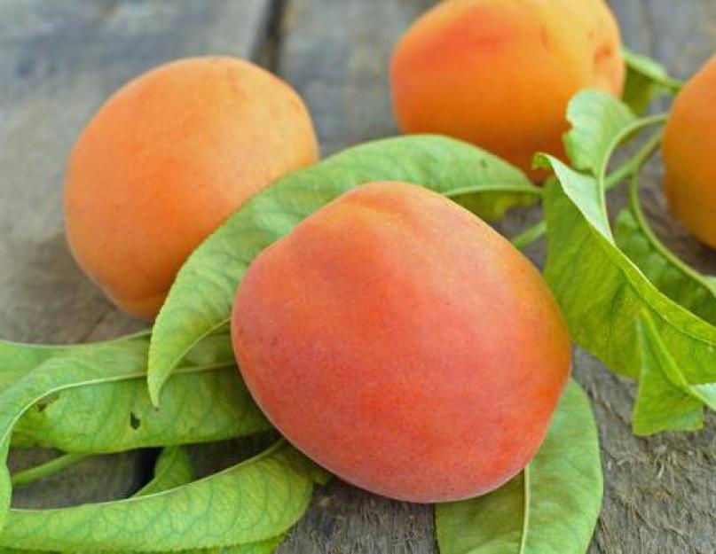 Краснощёкий абрикос – плоды южного дерева на вашем столе. Абрикос Краснощёкий — всё, что нужно знать о сорте