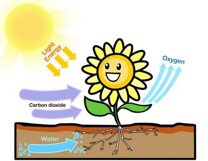Что такое синтез растений. Как растения вырабатывают кислород