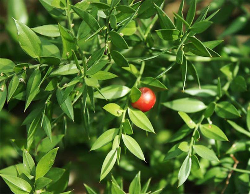 Рускус – яркая зелень с ягодами на листьях. Рускус: фото, виды, уход, полив, размножение