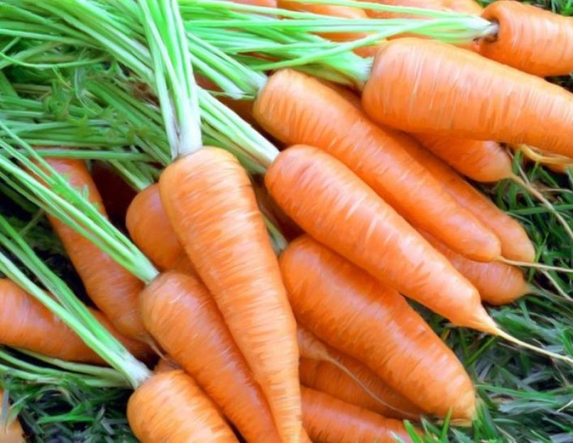 Когда сажать морковь в мае года. Когда сеять морковь, свеклу и пастернак, чтобы получить отличный урожай