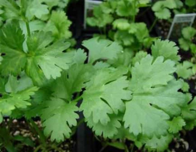 Выращивание кориандра из семян – простое дело для вкуса и пользы. Выращиваем кориандр на огороде