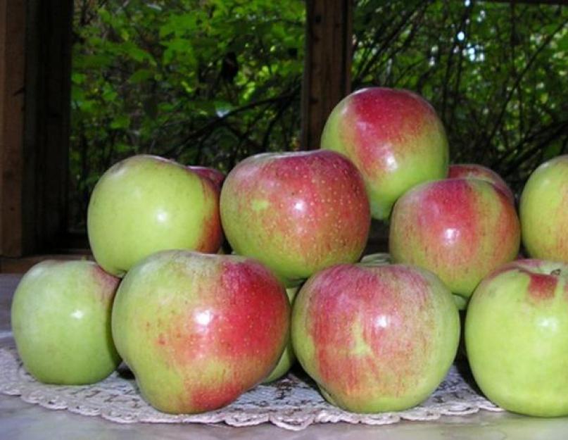 Способы хранения яблок на зиму. Как хранить яблоки всю зиму в погребе, в земле, в квартире, в холодильнике