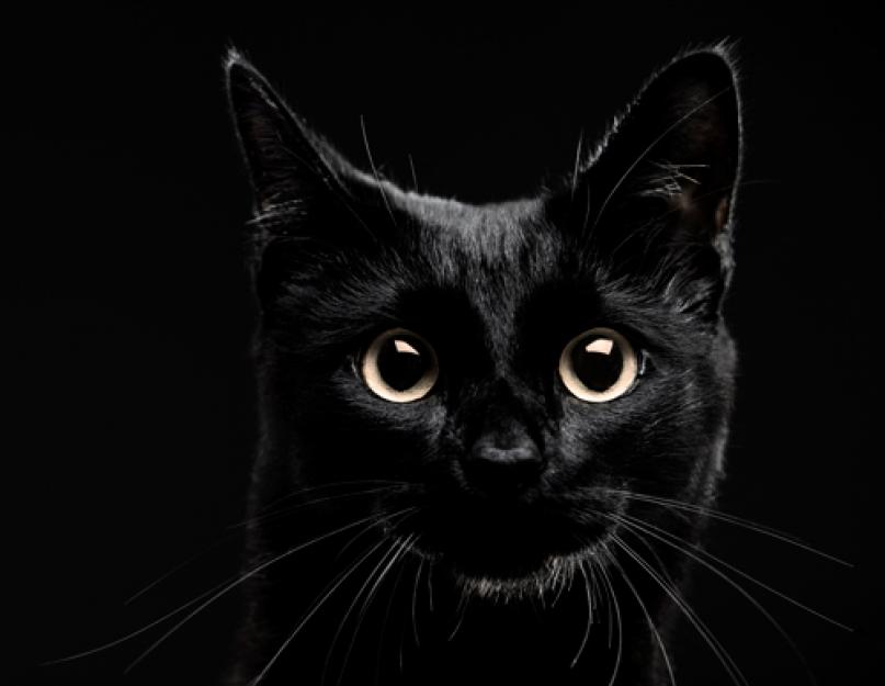 Черный кот сне что означает. Мяукающее, шипящее животное