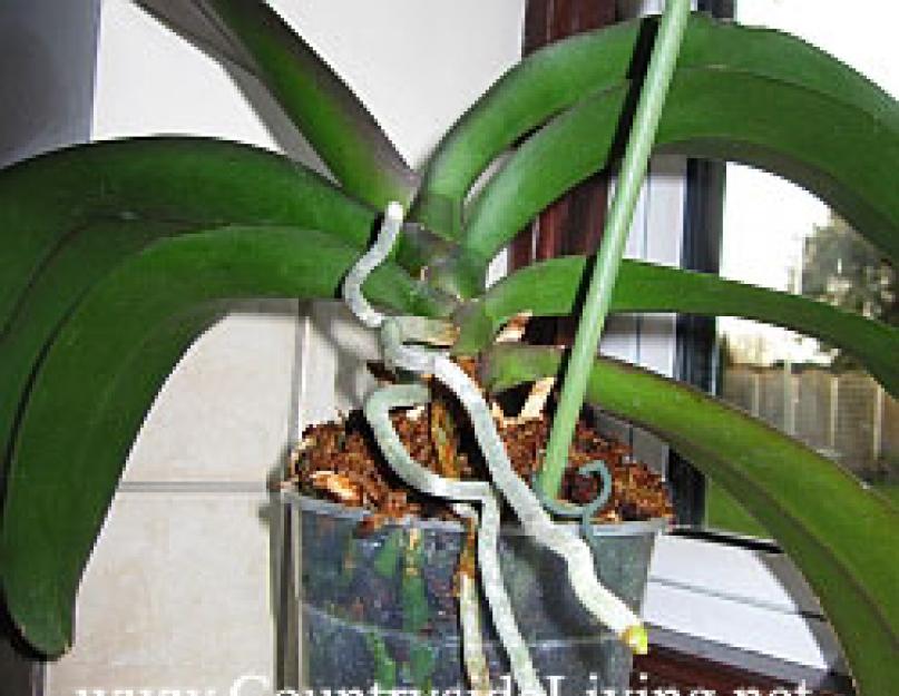 Орхидея фаленопсис переросла горшок что делать. Как пересадить орхидею (когда и как правильно)