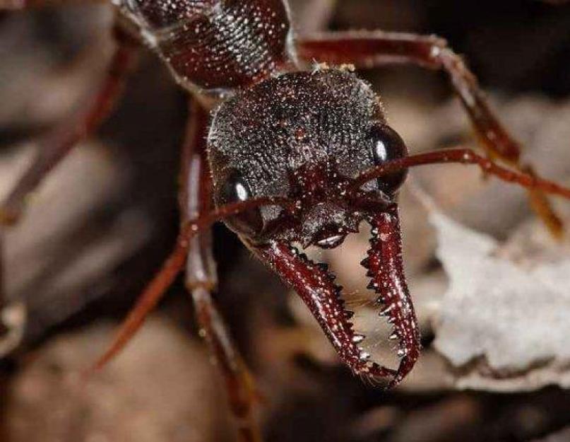 Виды муравьев. Самый распространенный вид муравьев в России