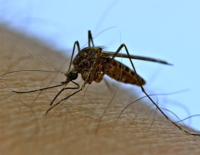  Как эффективно избавиться от комаров в доме. 