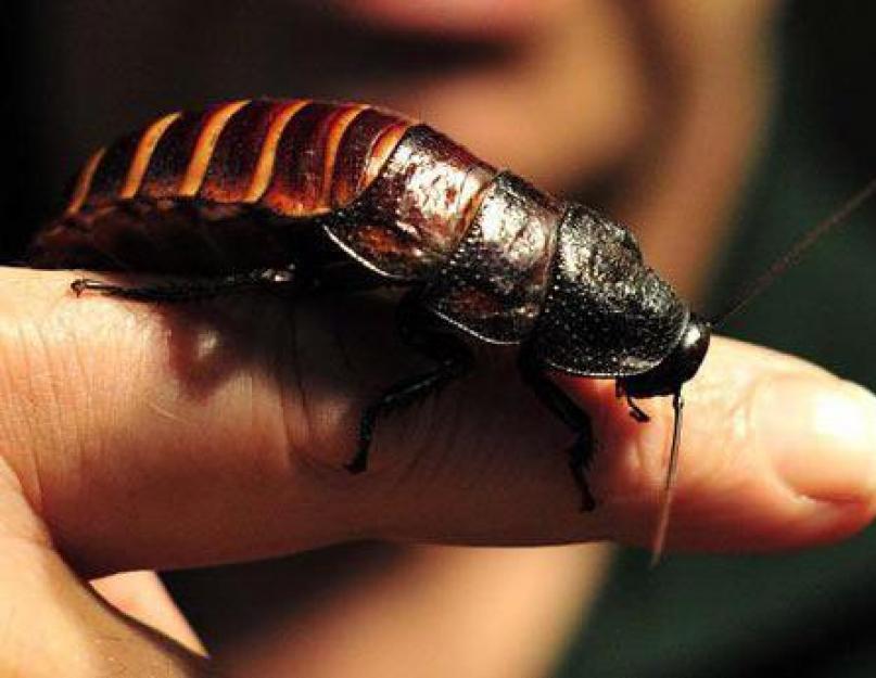 Как узнать что таракан в ухе. Чем опасны тараканы для человека? Укусы тараканов на человеке - чем лечить