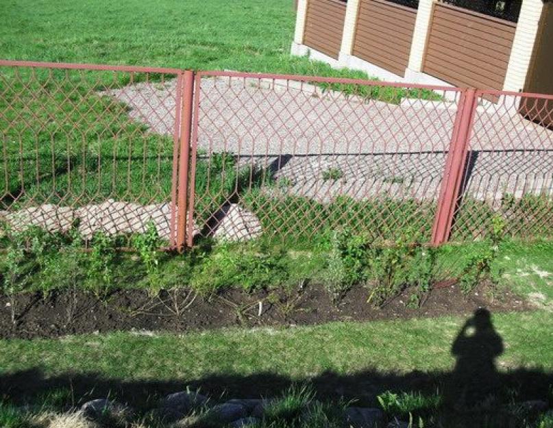 Забор из живой изгороди с улицы. Живая изгородь: из чего лучше сделать – особенности сортов растений, фото и видео