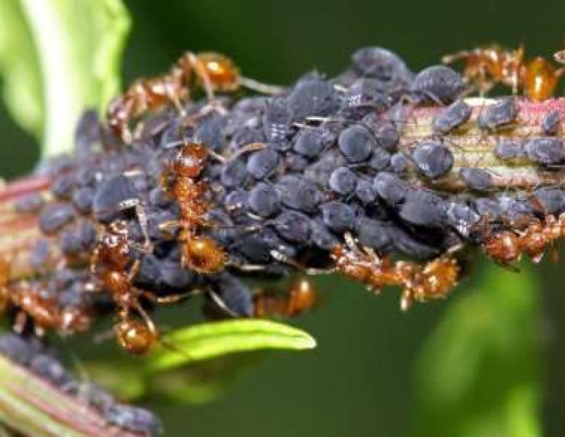 Эффективная борьба с муравьями. Способы избавления от муравьев в огороде