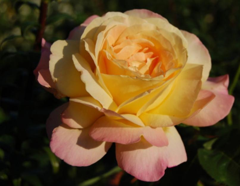 Комнатная роза и солнце: да будет свет! Розы любят солнце или тень Плетистая роза сколько часов должна освещаться солнцем. 