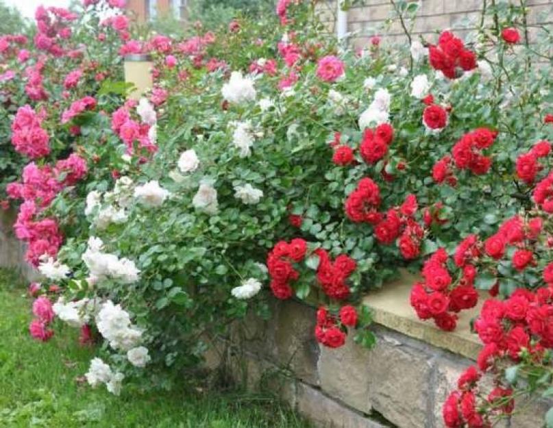 Самые красивые цветы для дачи. Многолетние растения (70 фото): Все лучшие сорта и идеи для роскошного сада